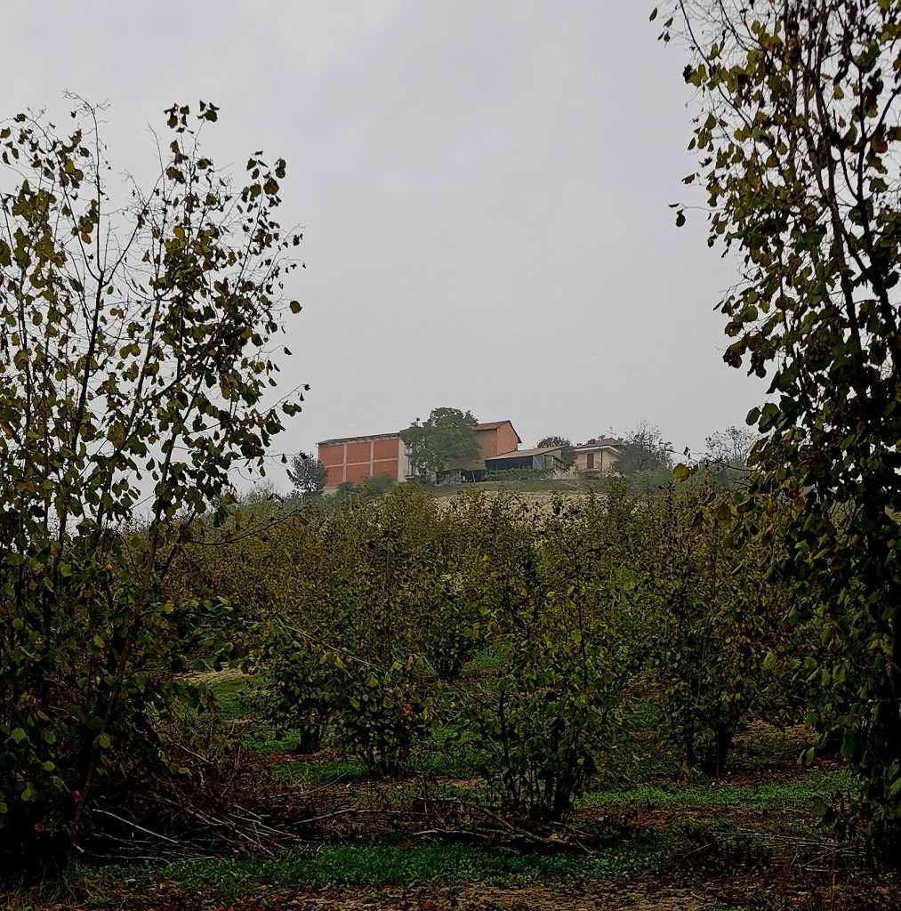 La luna di Dori truffles Alba