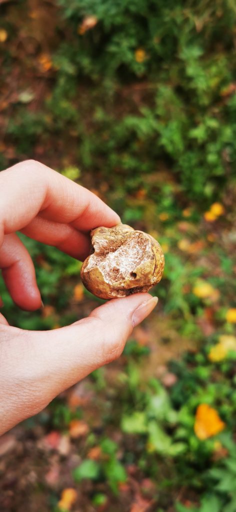 tartufo bianco La luna di dori truffles Alba