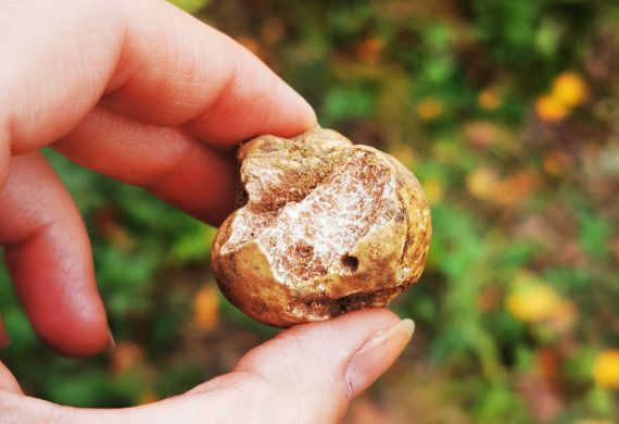 tartufo bianco La luna di dori truffles Alba