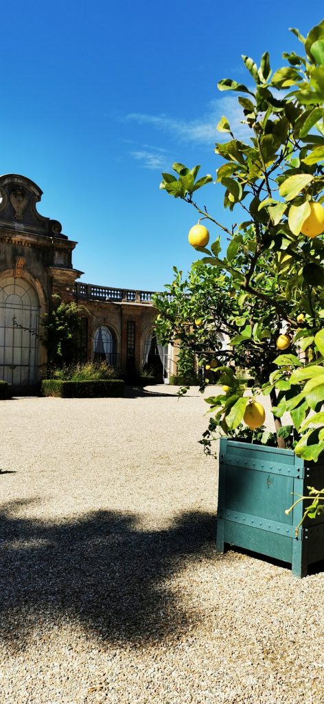 Sbarbatelle 2021 vini Castello Marchesi Alfieri