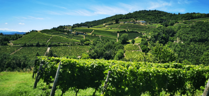 Degustazione a Borgo Maragliano